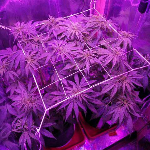 Auto Owen Key growlog timeline photo