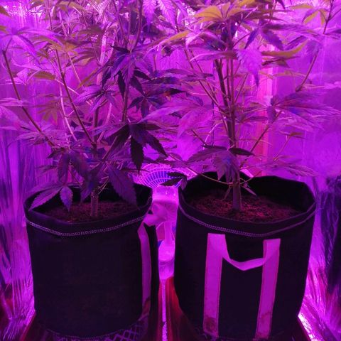 Auto Owen Key growlog timeline photo