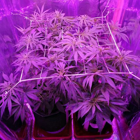 Auto Owen Key growlog timeline photo