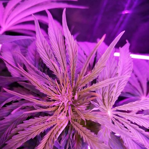 Auto Valentina Tereshkova growlog timeline photo