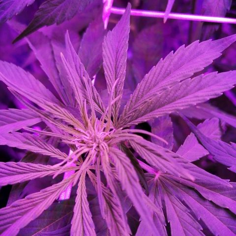 Auto Valentina Tereshkova growlog timeline photo