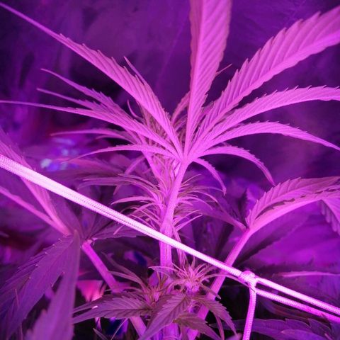 Auto Valentina Tereshkova growlog timeline photo