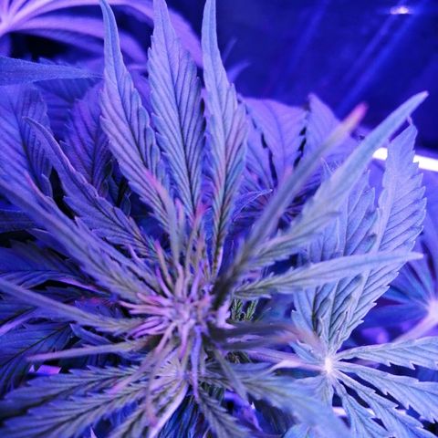 Auto Owen Key growlog timeline photo