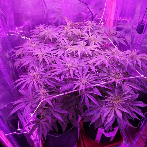 Auto Owen Key growlog timeline photo