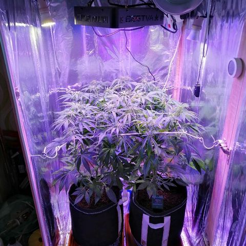 Auto Owen Key growlog timeline photo