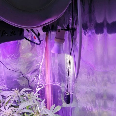 Auto Owen Key growlog timeline photo
