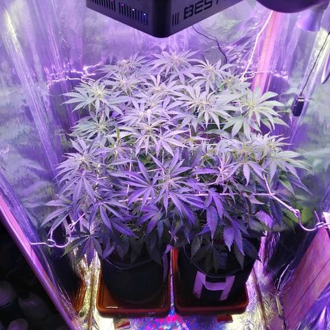 Auto Owen Key growlog timeline photo