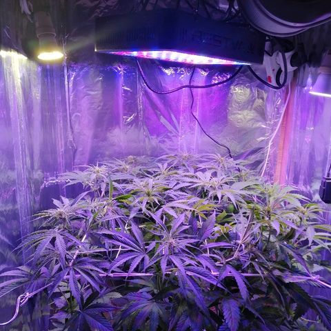 Auto Owen Key growlog timeline photo