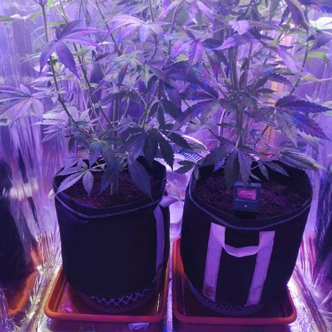Auto Owen Key growlog timeline photo