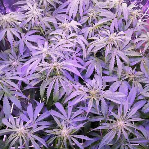 Auto Owen Key growlog timeline photo