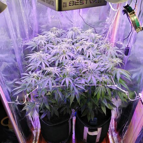 Auto Owen Key growlog timeline photo