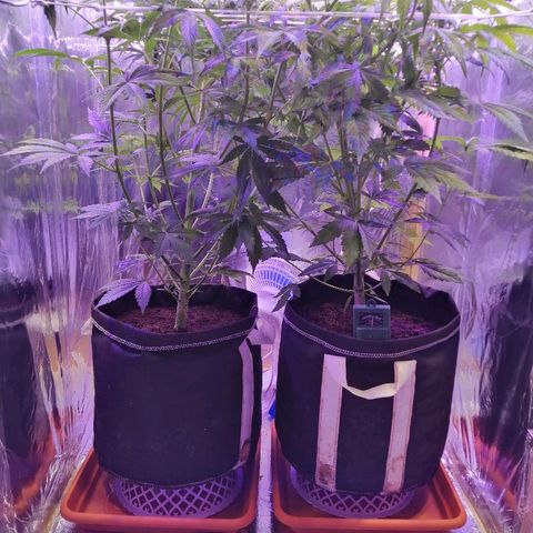 Auto Owen Key growlog timeline photo