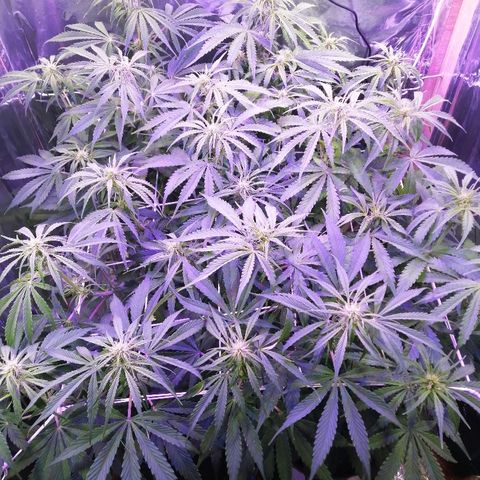 Auto Owen Key growlog timeline photo
