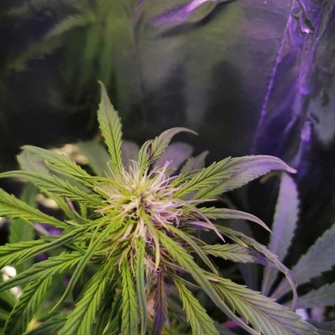Auto Owen Key growlog timeline photo