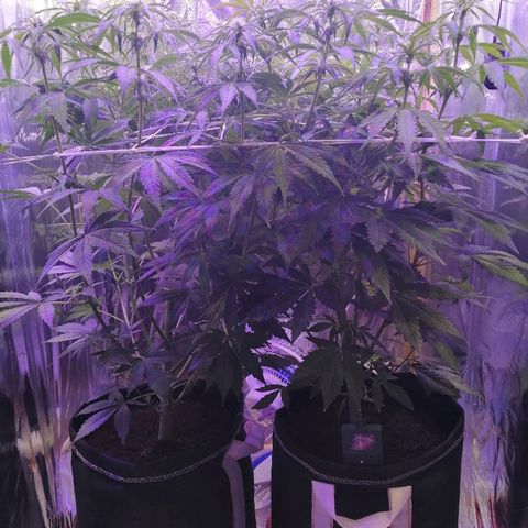 Auto Owen Key growlog timeline photo