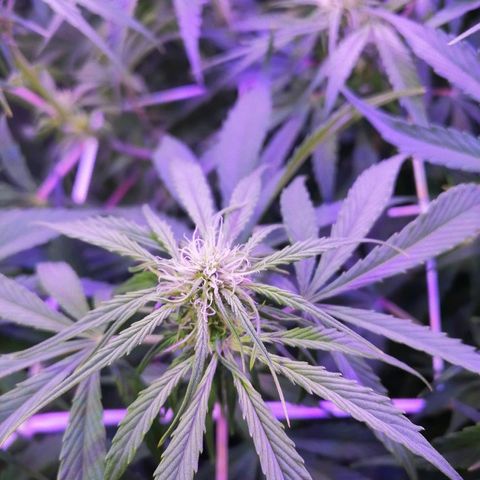 Auto Owen Key growlog timeline photo