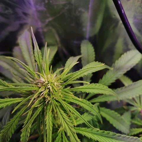 Auto Owen Key growlog timeline photo