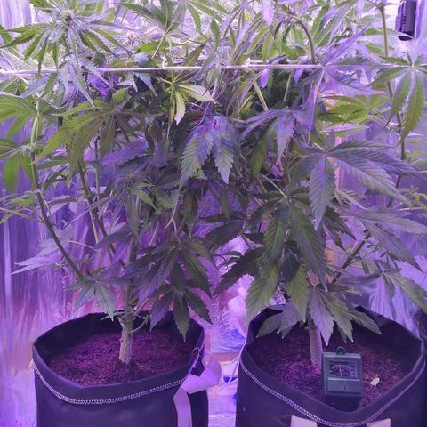 Auto Owen Key growlog timeline photo