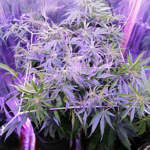 Auto Owen Key growlog timeline photo