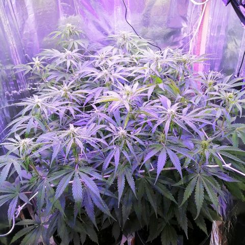 Auto Owen Key growlog timeline photo