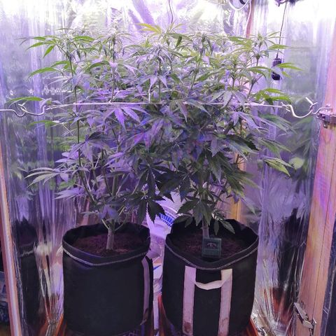 Auto Owen Key growlog timeline photo