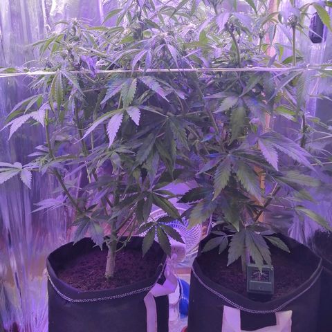 Auto Owen Key growlog timeline photo