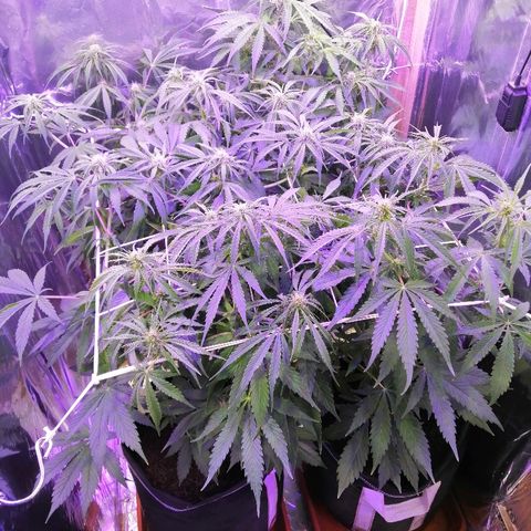 Auto Owen Key growlog timeline photo