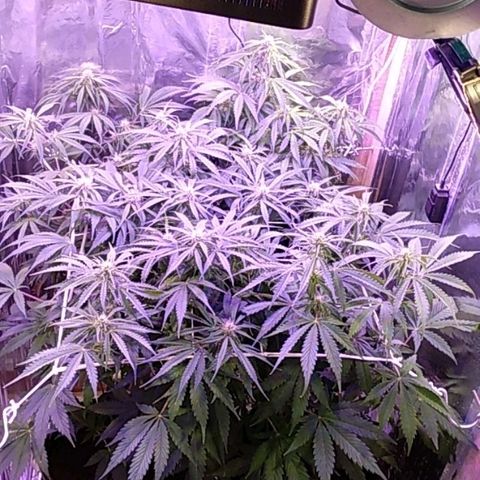 Auto Owen Key growlog timeline photo