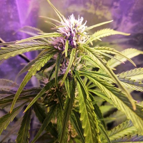 Auto Owen Key growlog timeline photo