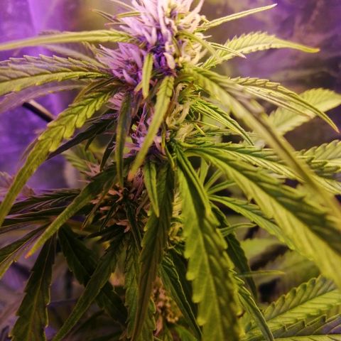 Auto Owen Key growlog timeline photo