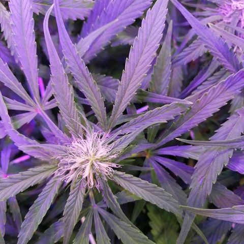 Auto Owen Key growlog timeline photo