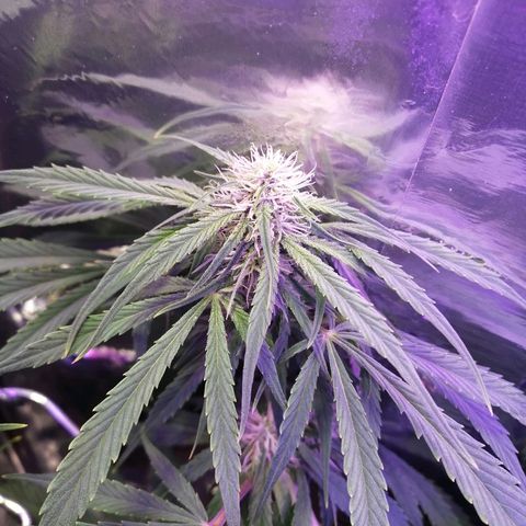 Auto Owen Key growlog timeline photo