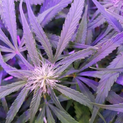 Auto Owen Key growlog timeline photo