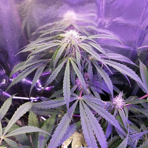 Auto Owen Key growlog timeline photo