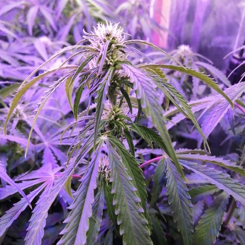 Auto Owen Key growlog timeline photo
