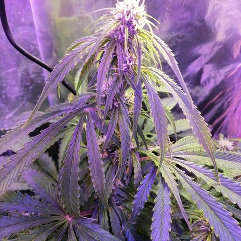 Auto Owen Key growlog timeline photo