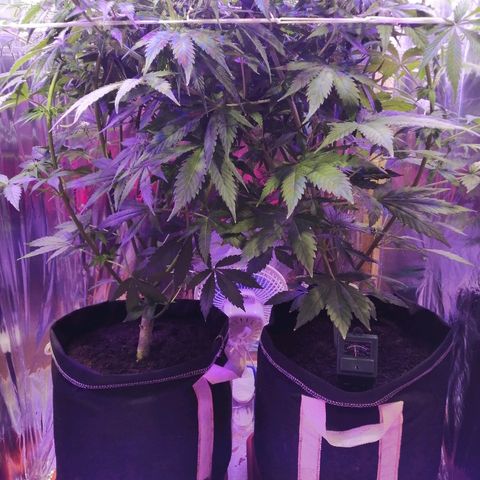 Auto Owen Key growlog timeline photo