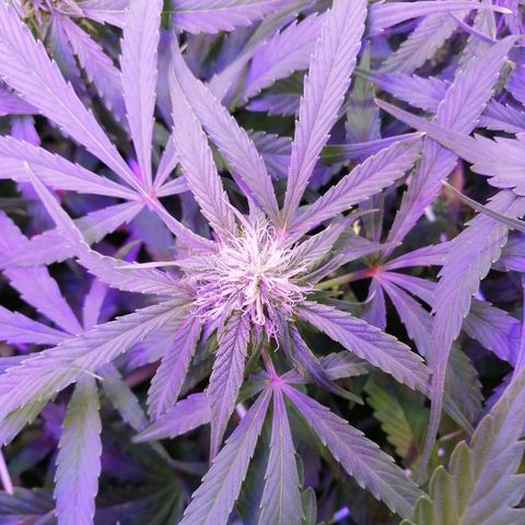 Auto Owen Key growlog timeline photo