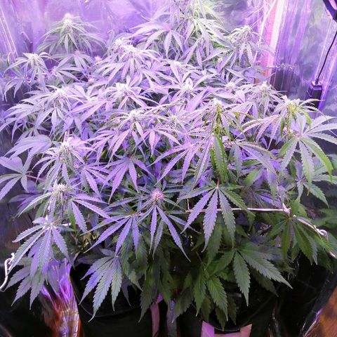 Auto Owen Key growlog timeline photo