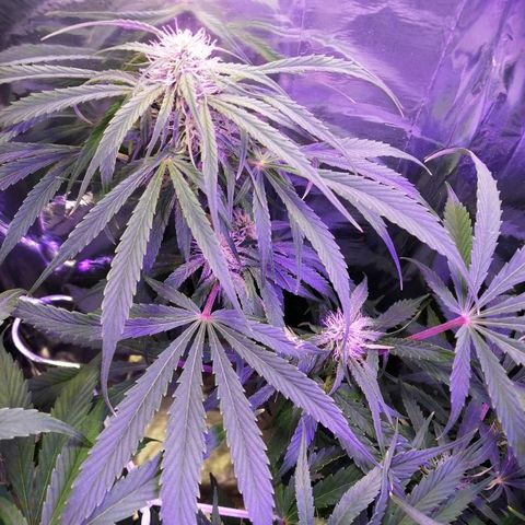 Auto Owen Key growlog timeline photo