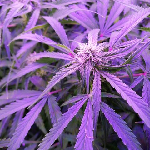 Auto Owen Key growlog timeline photo