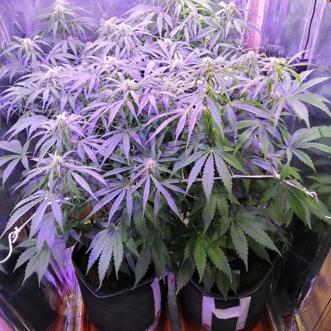 Auto Owen Key growlog timeline photo
