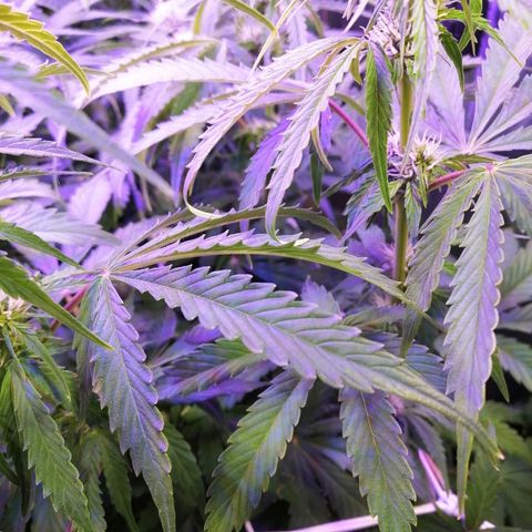 Auto Owen Key growlog timeline photo