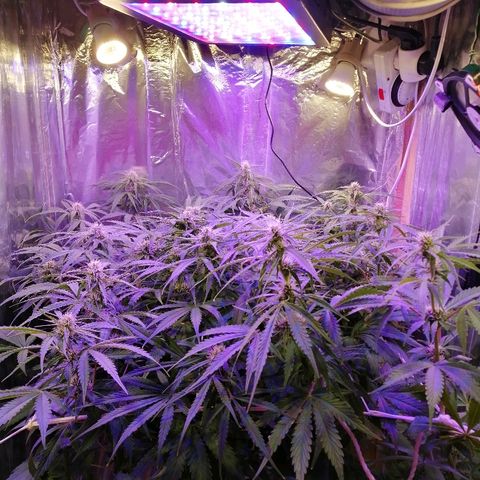 Auto Owen Key growlog timeline photo