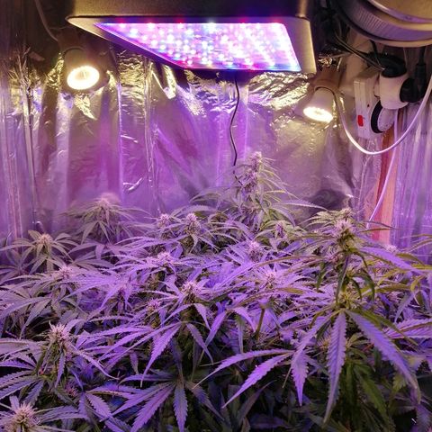 Auto Owen Key growlog timeline photo