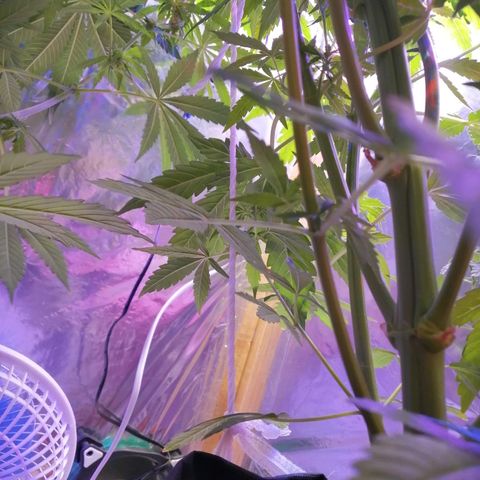 Auto Owen Key growlog timeline photo
