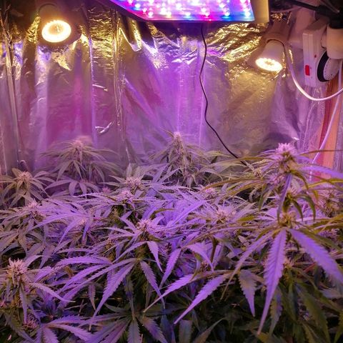 Auto Owen Key growlog timeline photo