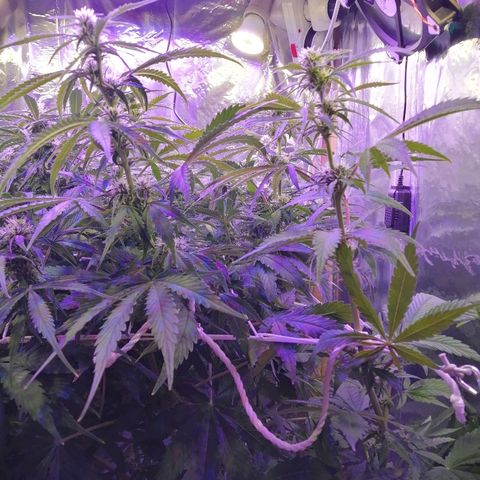 Auto Owen Key growlog timeline photo