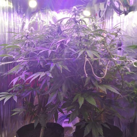 Auto Owen Key growlog timeline photo