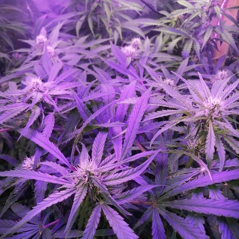 Auto Owen Key growlog timeline photo